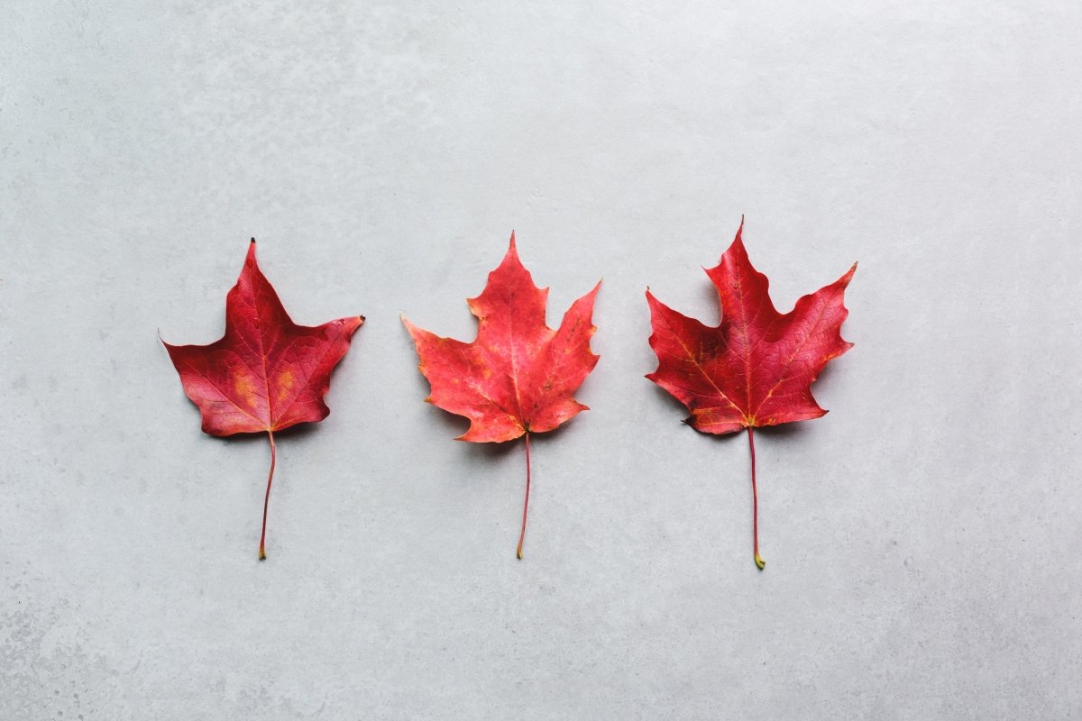 canadian - Wabi Sabi