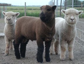 'Babydoll ' canadian breed rovings by gram by Custom Woolen Mills | Wabi Sabi
