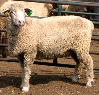 'Columbia ' canadian breed rovings by gram by Custom Woolen Mills | Wabi Sabi