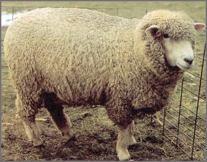 'Corriedale ' canadian breed rovings by gram by Custom Woolen Mills | Wabi Sabi