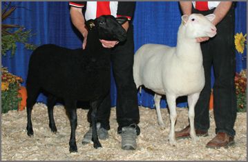 Canadian Breed Rovings By Gram - East Friesian at Wabi Sabi