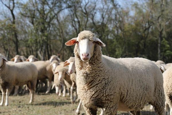 'Est a Laine ' canadian breed rovings by gram by Custom Woolen Mills | Wabi Sabi