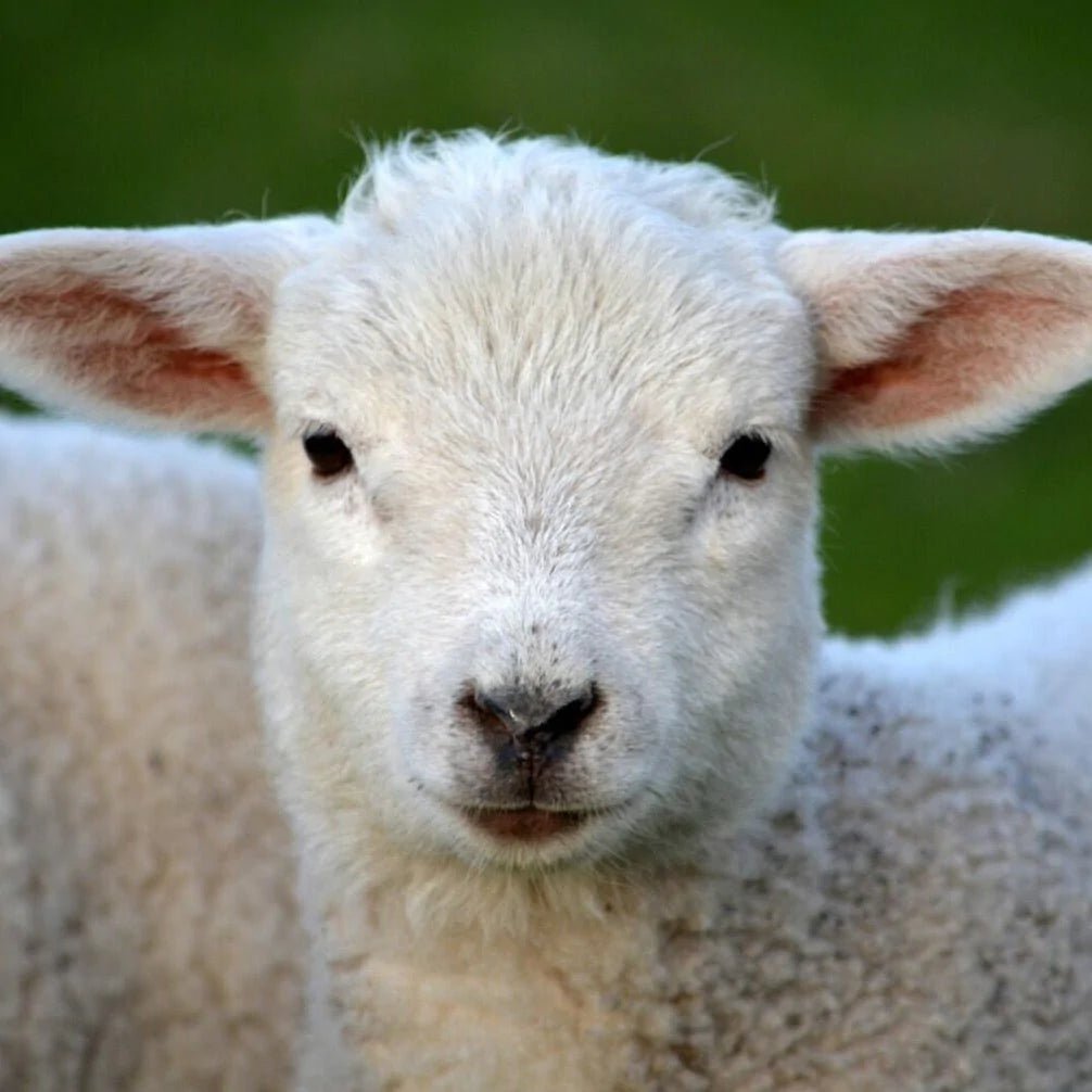 'Hampshire ' canadian breed rovings by gram by Custom Woolen Mills | Wabi Sabi