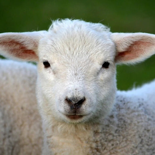 'Hampshire ' canadian breed rovings by gram by Custom Woolen Mills | Wabi Sabi