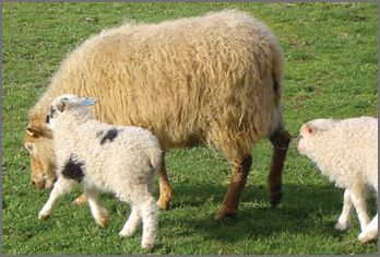 'Icelandic ' canadian breed rovings by gram by Custom Woolen Mills | Wabi Sabi