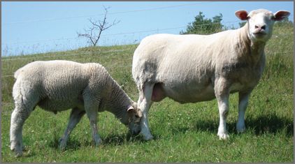 'Ile de France ' canadian breed rovings by gram by Custom Woolen Mills | Wabi Sabi