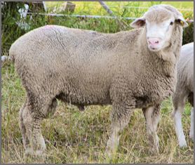 'Ile de France ' canadian breed rovings by gram by Custom Woolen Mills | Wabi Sabi