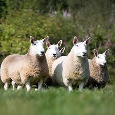 'North Country Cheviot ' canadian breed rovings by gram by Custom Woolen Mills | Wabi Sabi