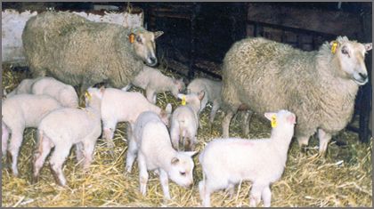 'Rideau Arcott ' canadian breed rovings by gram by Custom Woolen Mills | Wabi Sabi