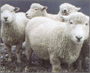 'Romney ' canadian breed rovings by gram by Custom Woolen Mills | Wabi Sabi