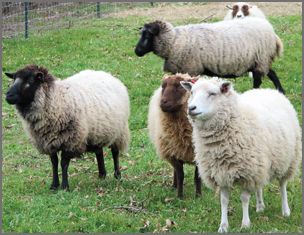 Canadian Breed Rovings By Gram - Shetland (Black) at Wabi Sabi