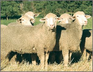 'Targhee ' canadian breed rovings by gram by Custom Woolen Mills | Wabi Sabi