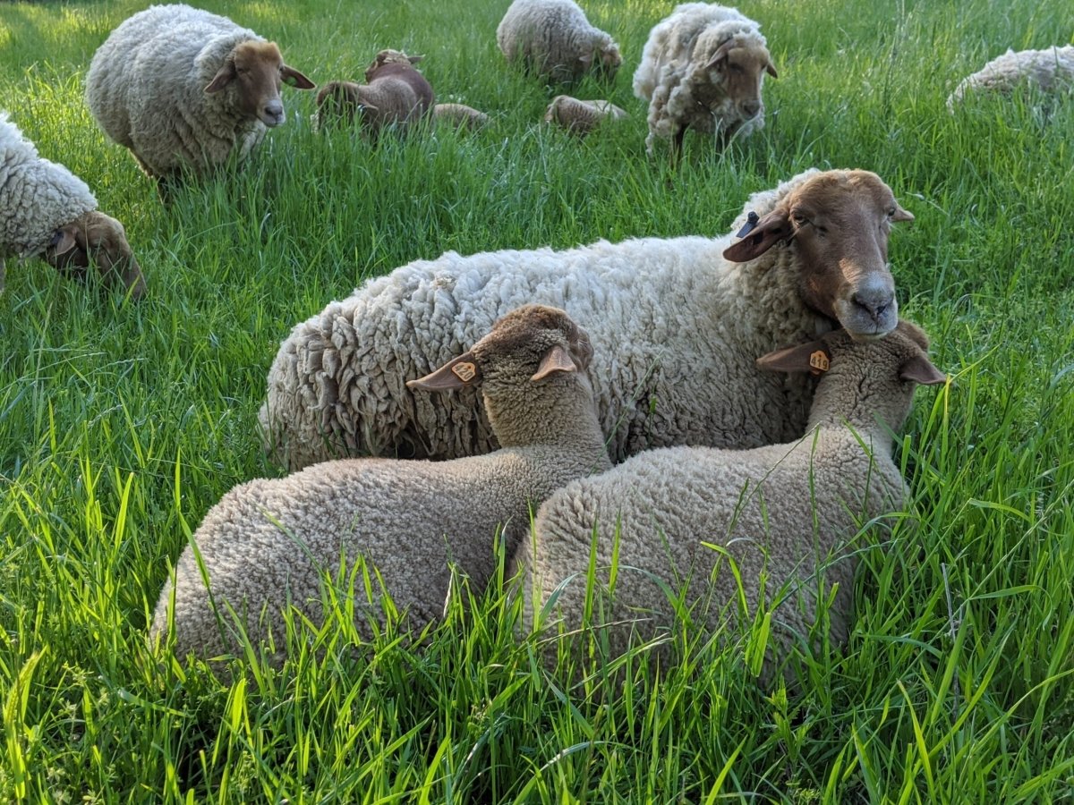 'Tunis ' canadian breed rovings by gram by Custom Woolen Mills | Wabi Sabi