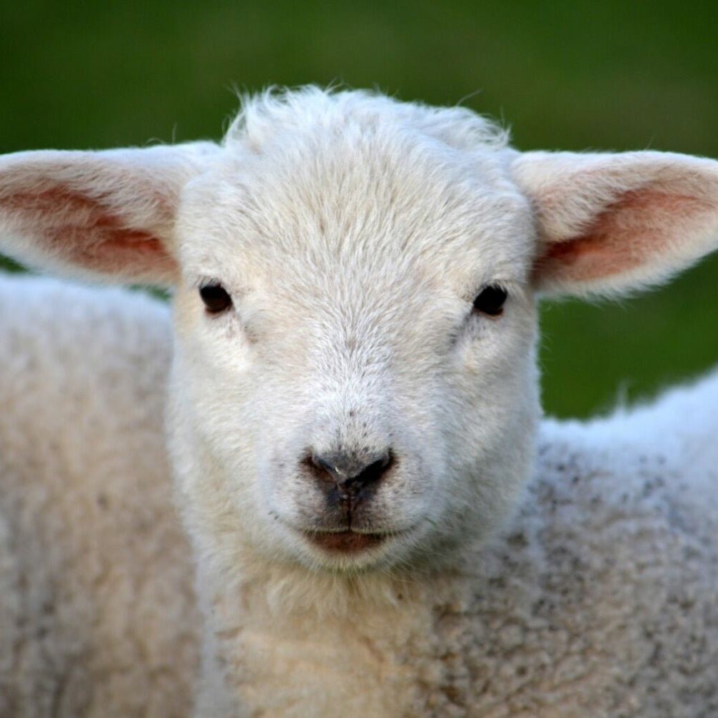 'Hampshire ' canadian breed rovings: 50g by Custom Woolen Mills | Wabi Sabi