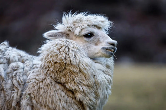 the fibre files: alpaca - Wabi Sabi