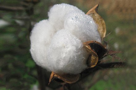 the fibre files:  cotton - Wabi Sabi