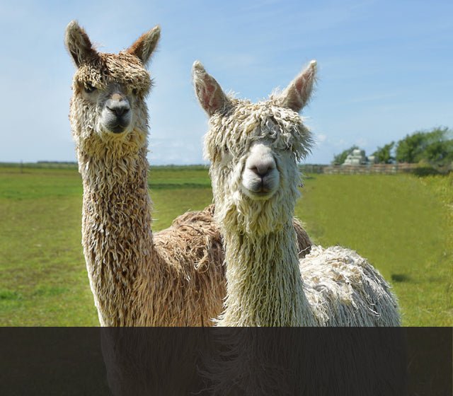 the fibre files: llama - Wabi Sabi