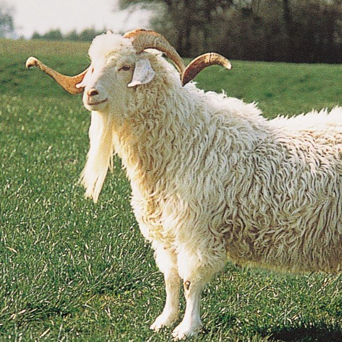 the fibre files: mohair - Wabi Sabi