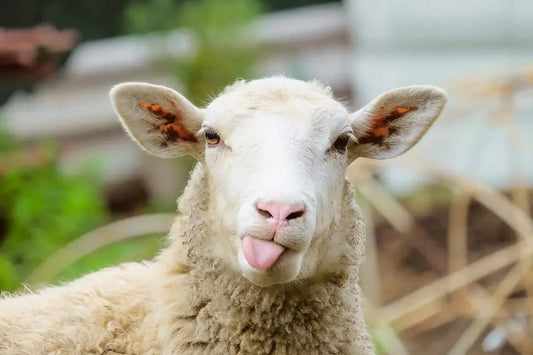 the fibre files:  wool - Wabi Sabi