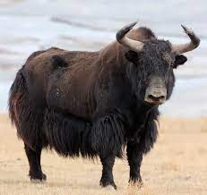 the fibre files:  yak - Wabi Sabi