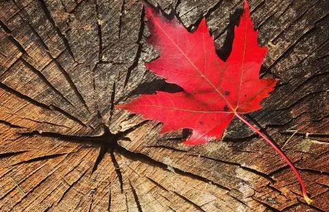 🍁 canadian - Wabi Sabi