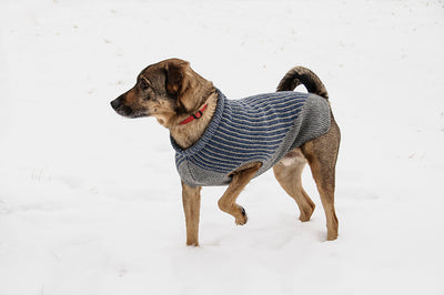 bird island dog sweater