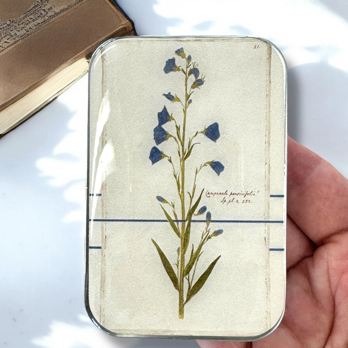 bellflower notion tins by firefly notes at Wabi Sabi