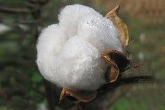 cotton