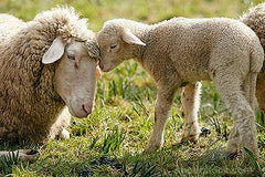 merino wool