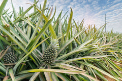 pineapple fibre